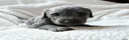 Mixed Breed dogs for sale: 4 puppies for sale Belington/ whippet in Swanscombe - Advert 4