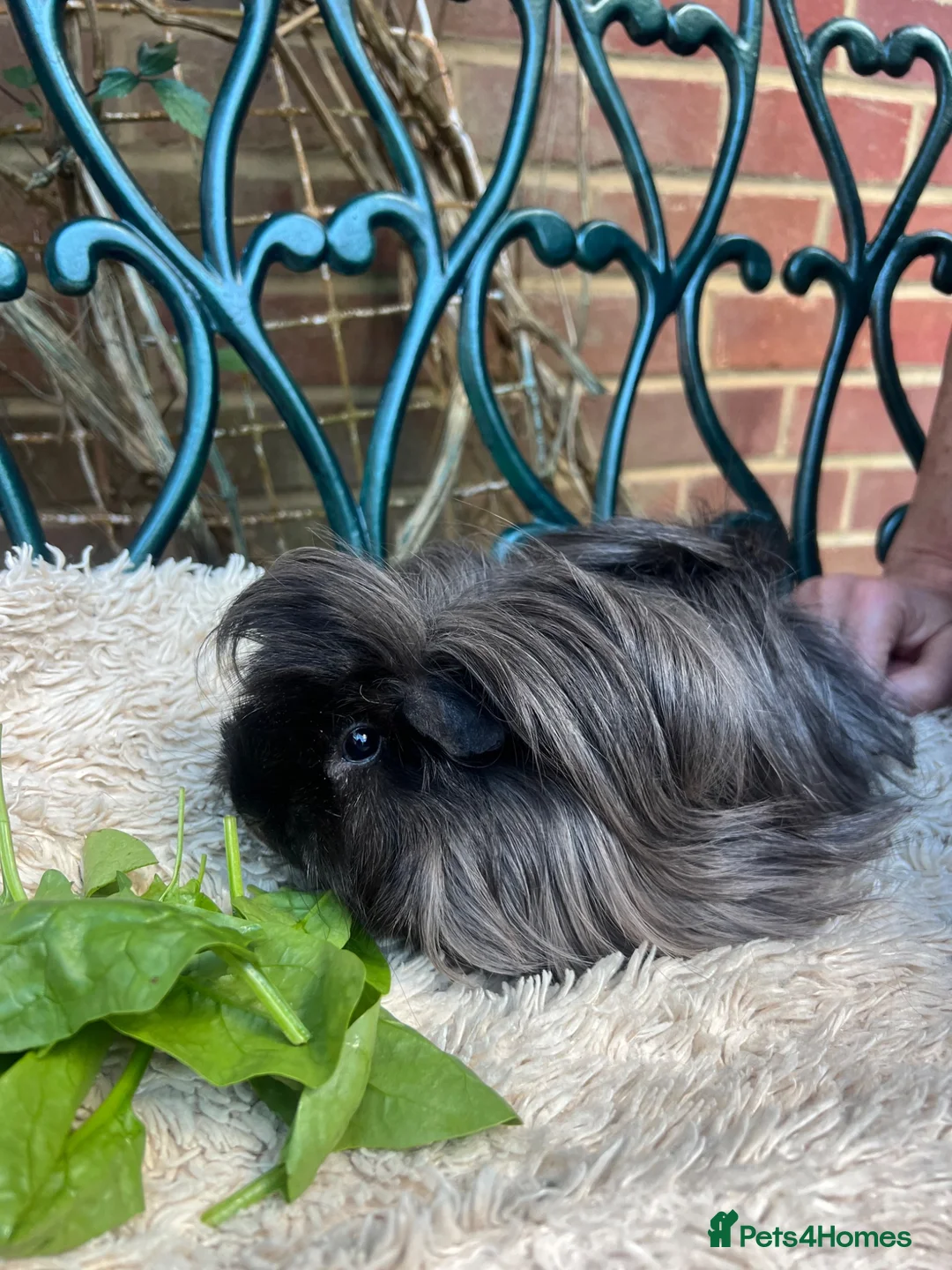 Guinea Pig rodents for sale: Peruvian black long haired sow guinea pig - Advert 1