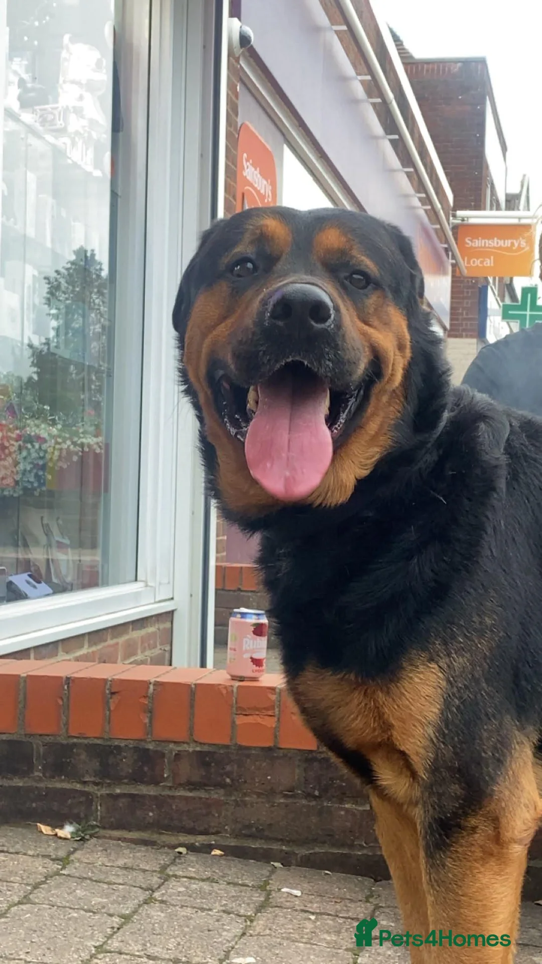 Mixed Breed dogs for sale:  lovely 3-year-old Rottweiler x German Shepherd  in Bourne End - Advert 3