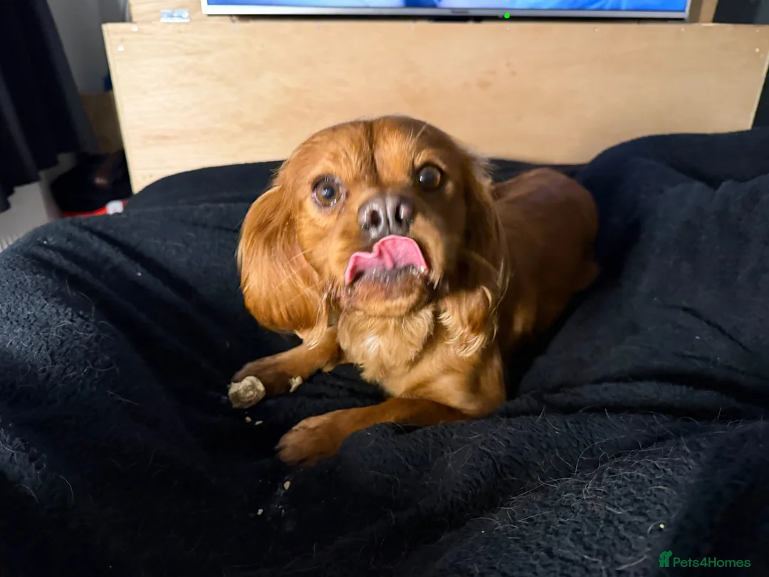 King Charles Spaniel dogs for sale: King Charles Spaniel in Rotherham - Advert 2