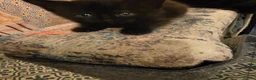 Mixed Breed cats for sale: 3 Lovely kittens for sale  - Advert 11