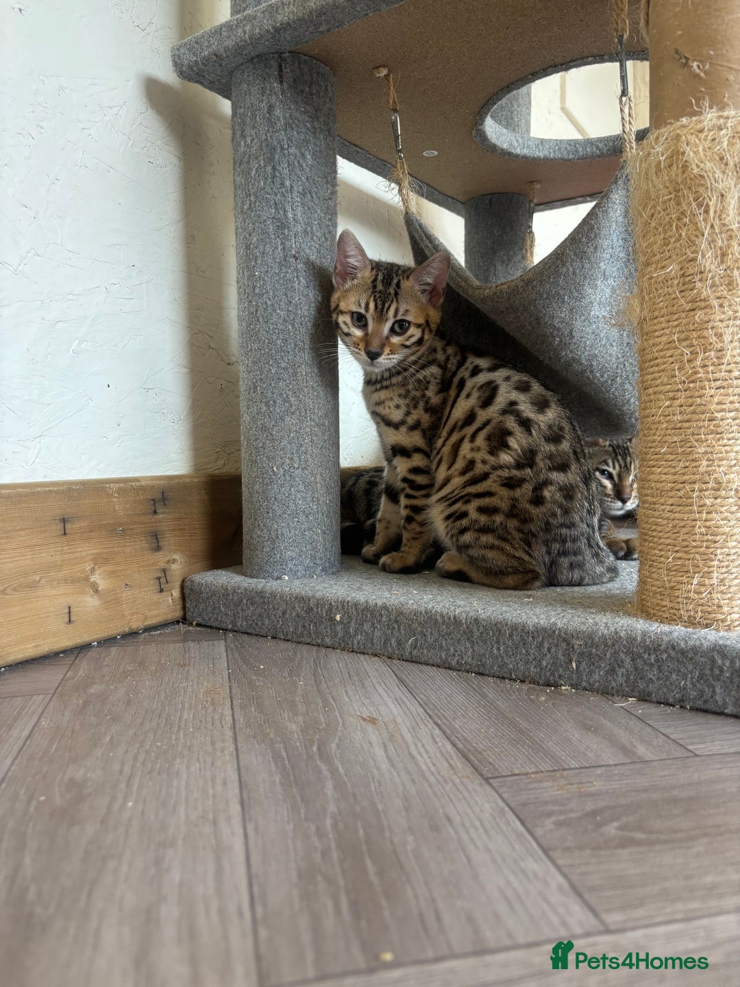 Bengal cats for sale: Charcoal Bengal Kittens  in Runcorn - Image 4