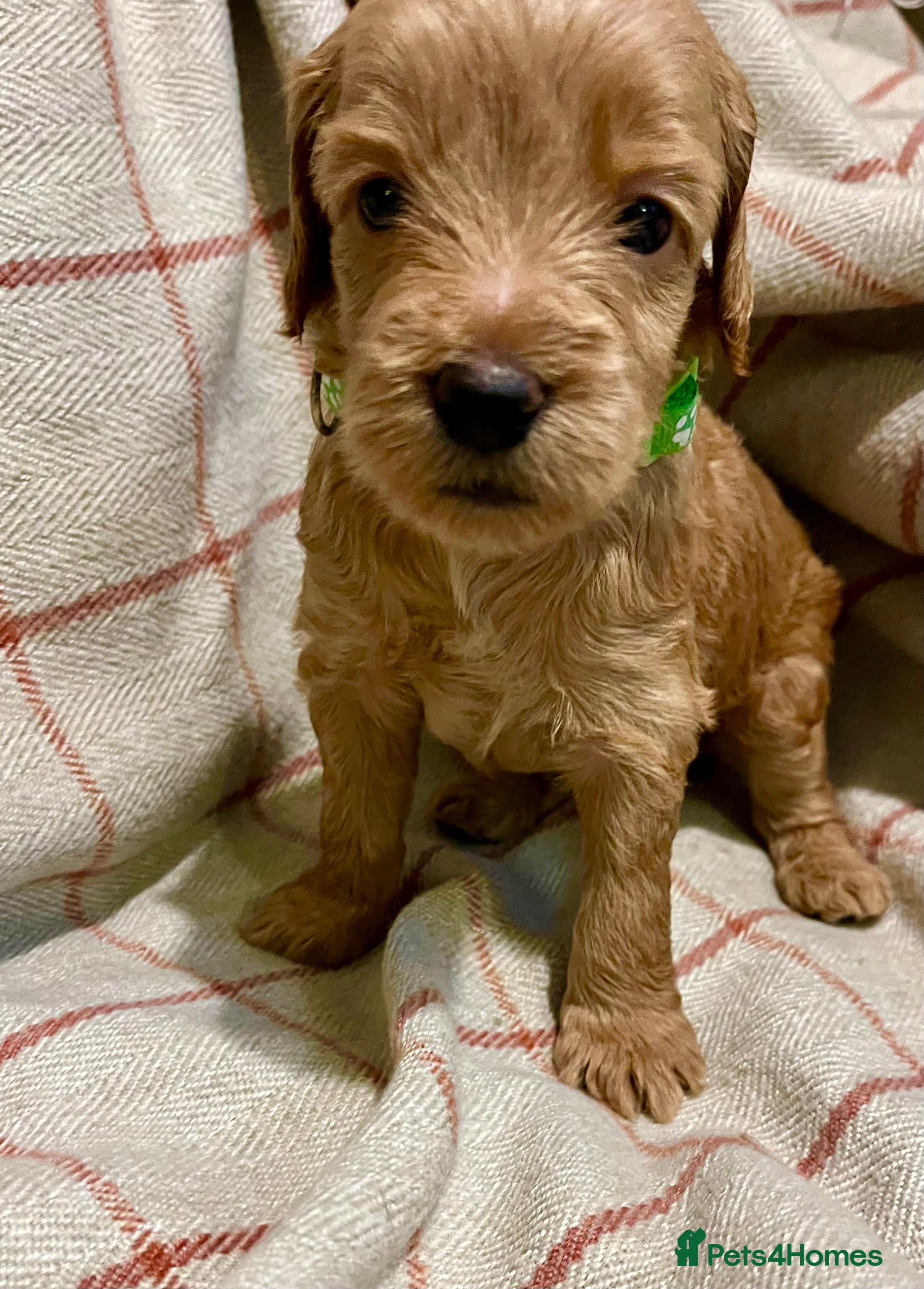 Labradoodle dogs 🥰 Adorable Caramel Mini labradoodle Puppies 💖💕 - Advert 15