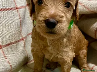 Labradoodle dogs 🥰 Adorable Caramel Mini labradoodle Puppies 💖💕 - Advert 15