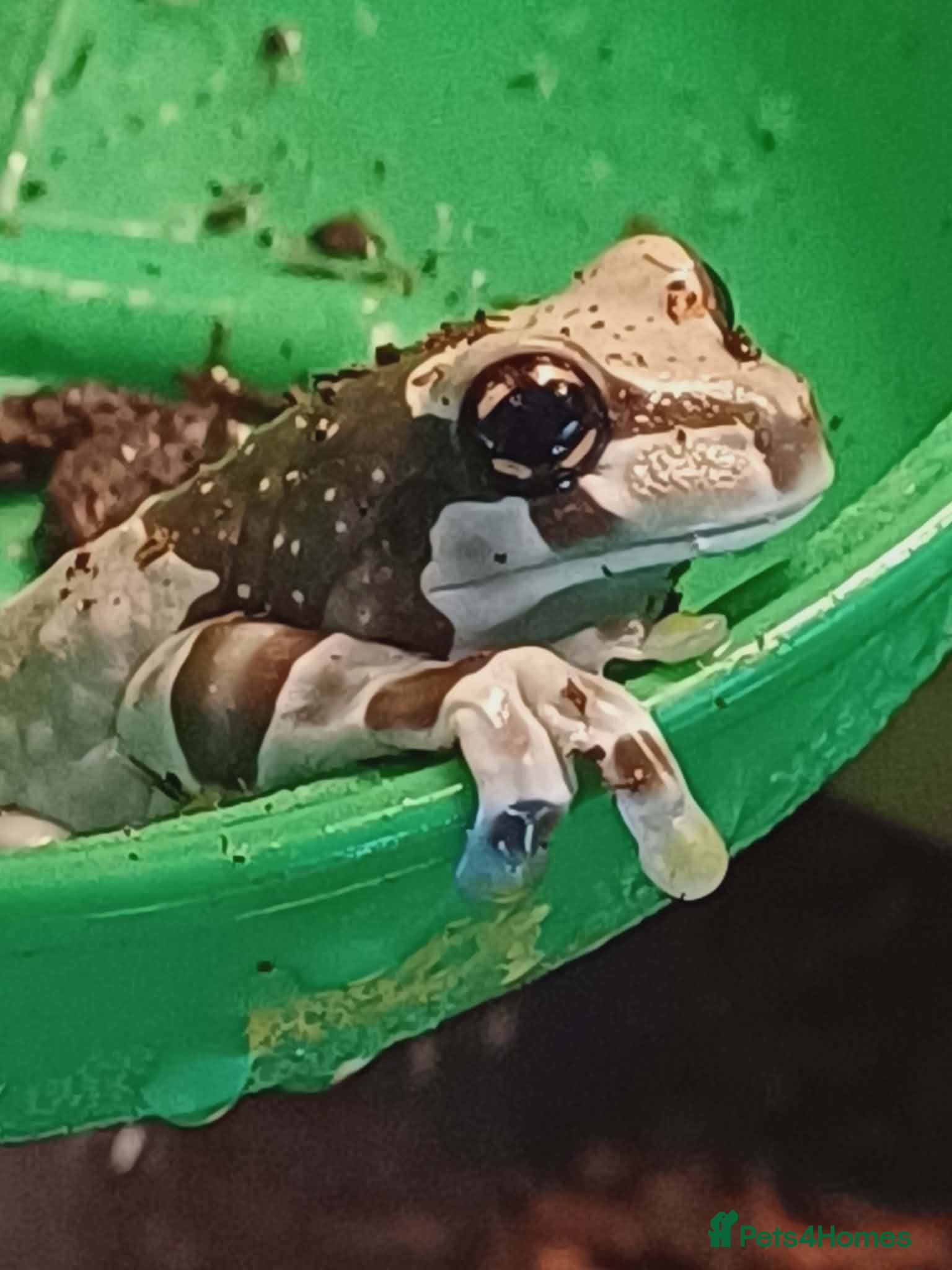 Frog reptiles Milk Tree Frogs - Advert 1