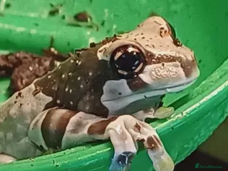 Frog reptiles Milk Tree Frogs - Advert 4