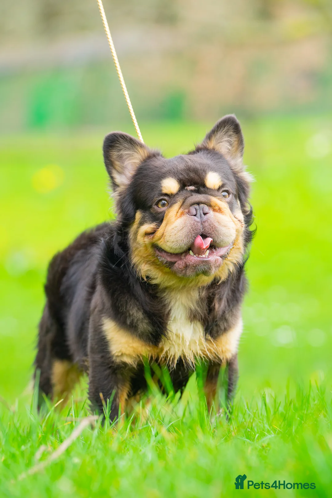 French Bulldog dogs for stud: Visual Big 🧶 Fluffy Stud in Abertillery - Advert 4