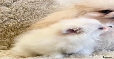 Pomeranian dogs Adorable KC Registered beautiful babies  - Advert 6