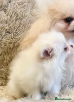 Pomeranian dogs Adorable KC Registered beautiful babies - Advert 5