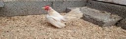 Chickens poultry for sale: 2x tamr serema hens 1 year old £60 - Advert 3