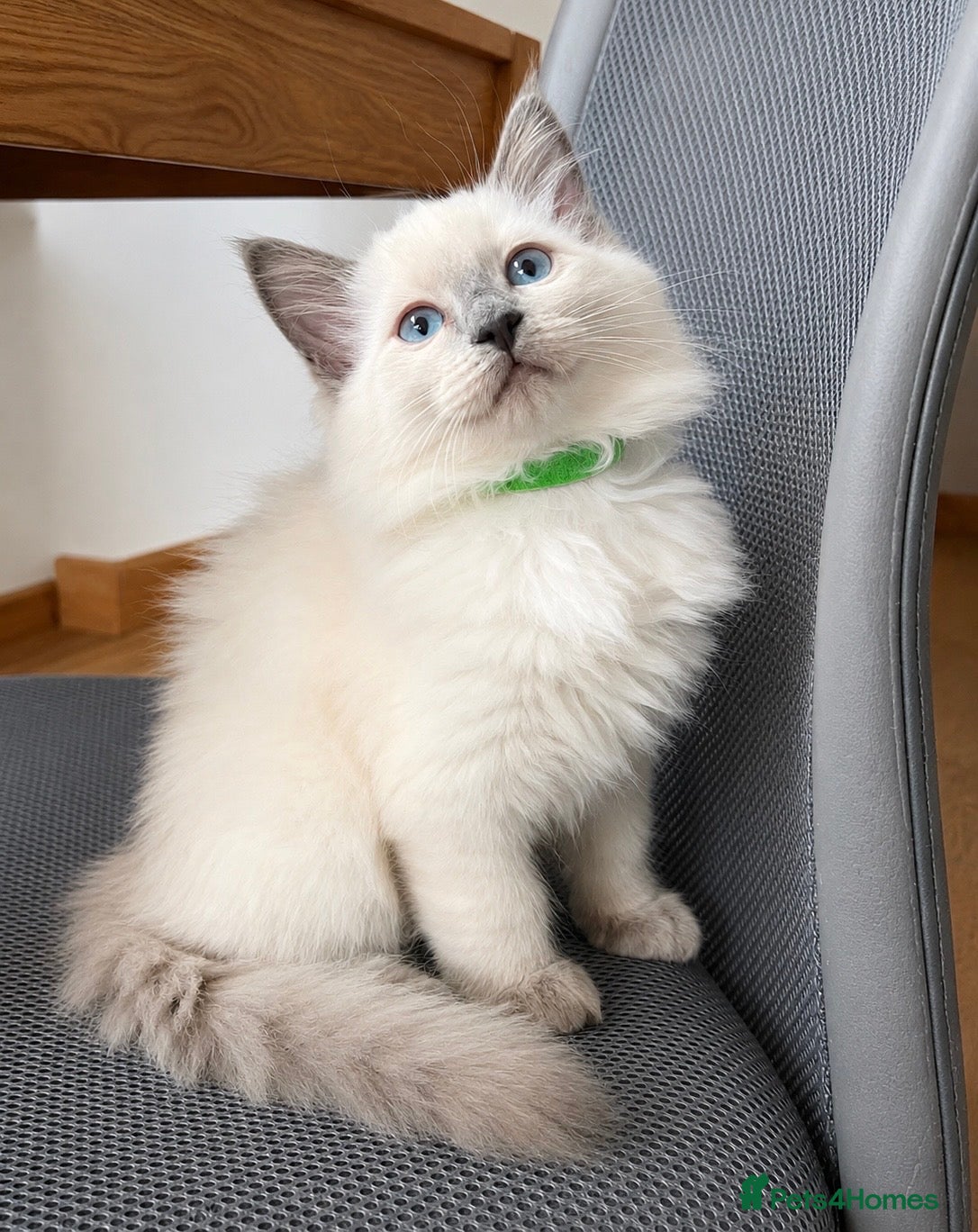 Ragdoll cats  Blue Ragdoll health tested ready now - Advert 9