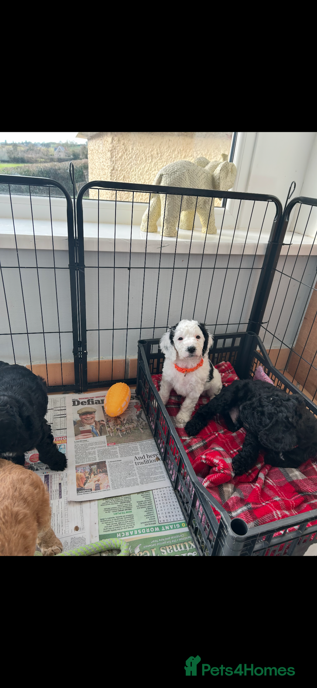 Cockapoo dogs for sale: Cockapoo - Advert 3