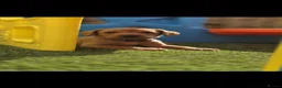 Labrador Retriever dogs for sale: Kc registered labrador puppies - Advert 6