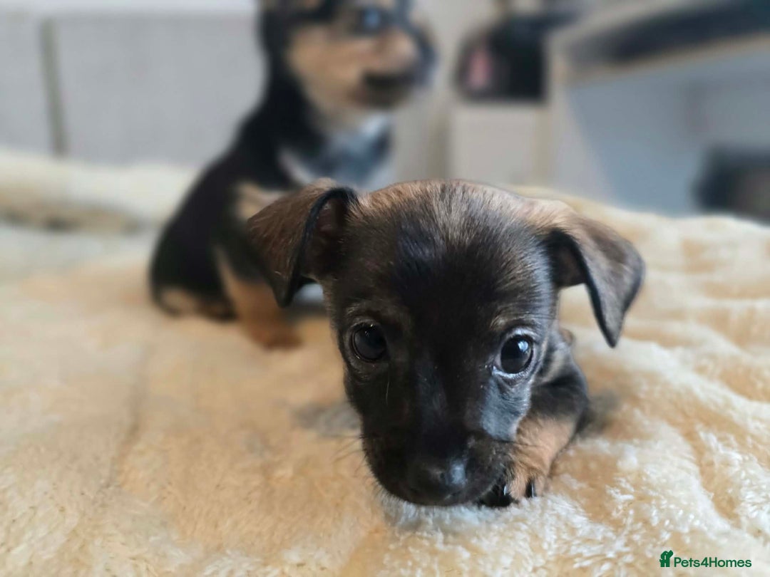 Mixed Breed dogs for sale: Adorable Chihuahua x Prague Ratter Puppies - Advert 4