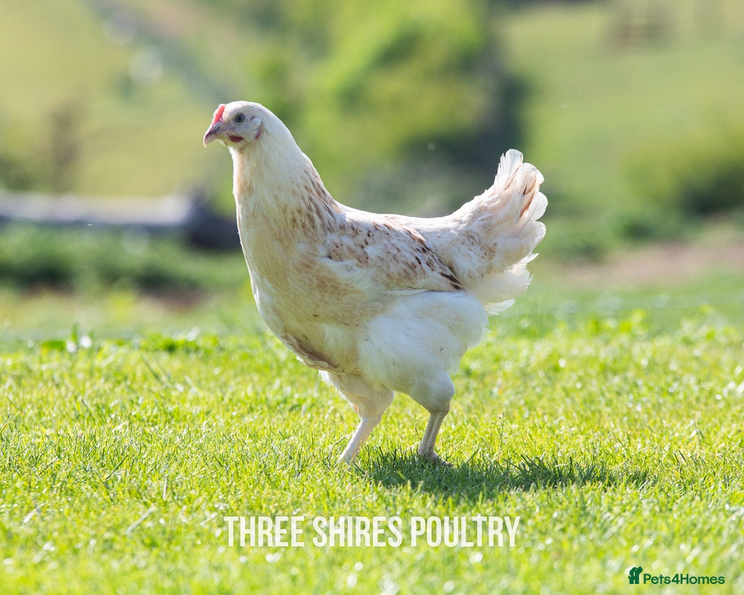 Chickens poultry for sale: Point of Lay Chickens - 15 Varieties now ready in Newent - Image 15
