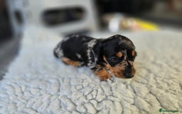 Miniature Dachshund dogs for sale: ✨5star✨ True miniatures, Licenced breeder, KC reg - Image 6