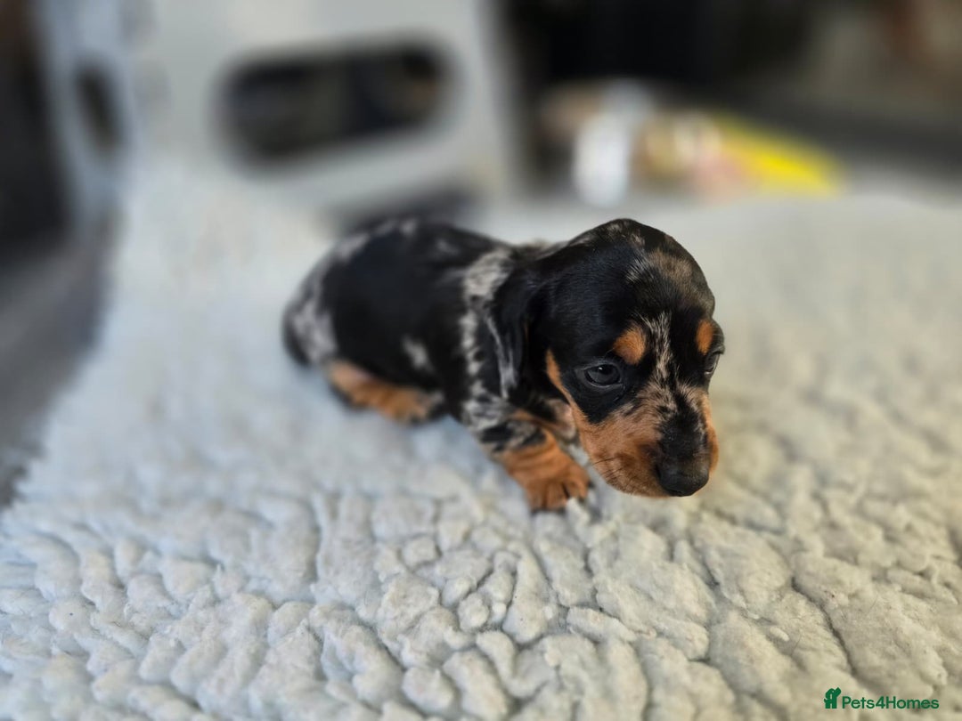 Miniature Dachshund dogs for sale: ✨5star✨ True miniatures, Licenced breeder, KC reg - Image 6