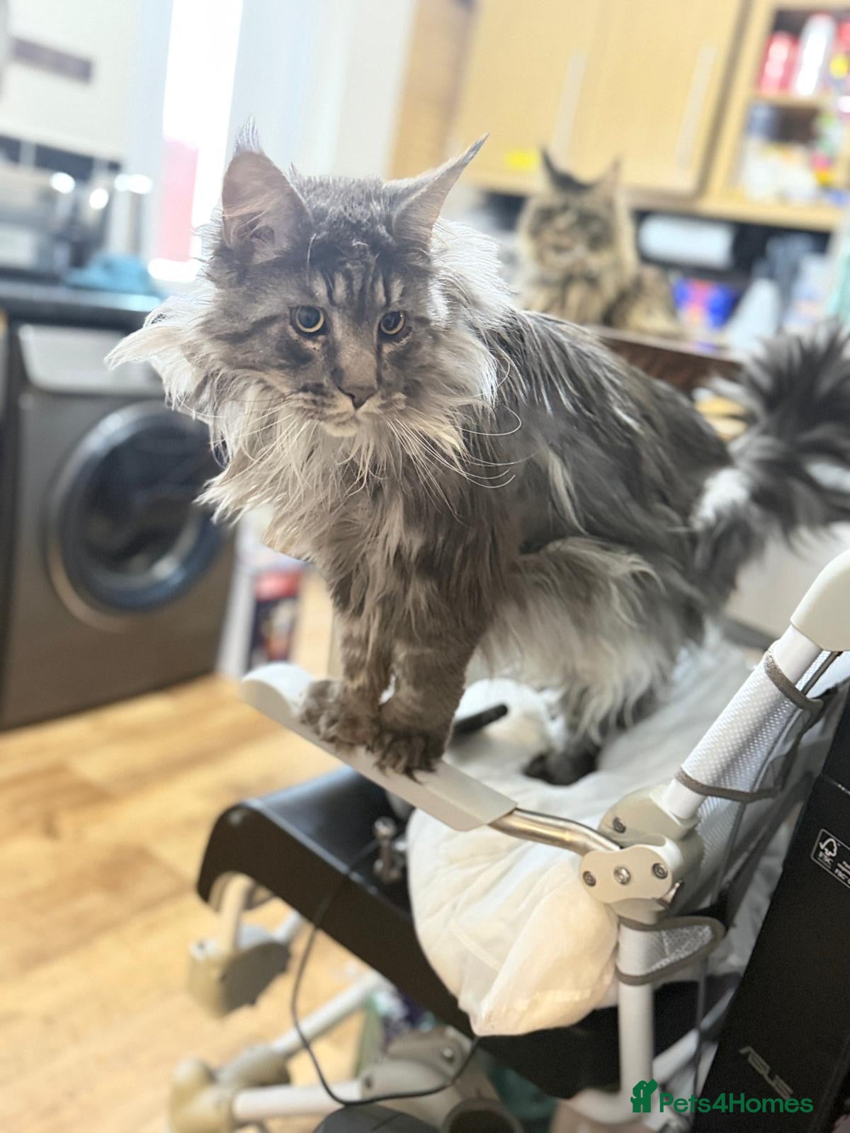 Maine Coon cats Pedigree Silver Smoke Maine Coon “Yoshi” - Advert 2