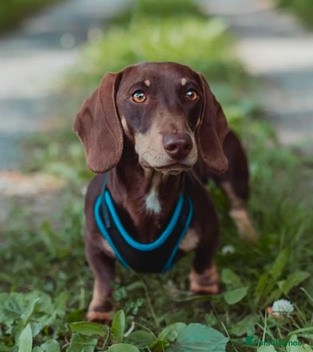 Miniature Dachshund dogs for sale: Last Two Miniature Dachshund Puppies - Advert 9