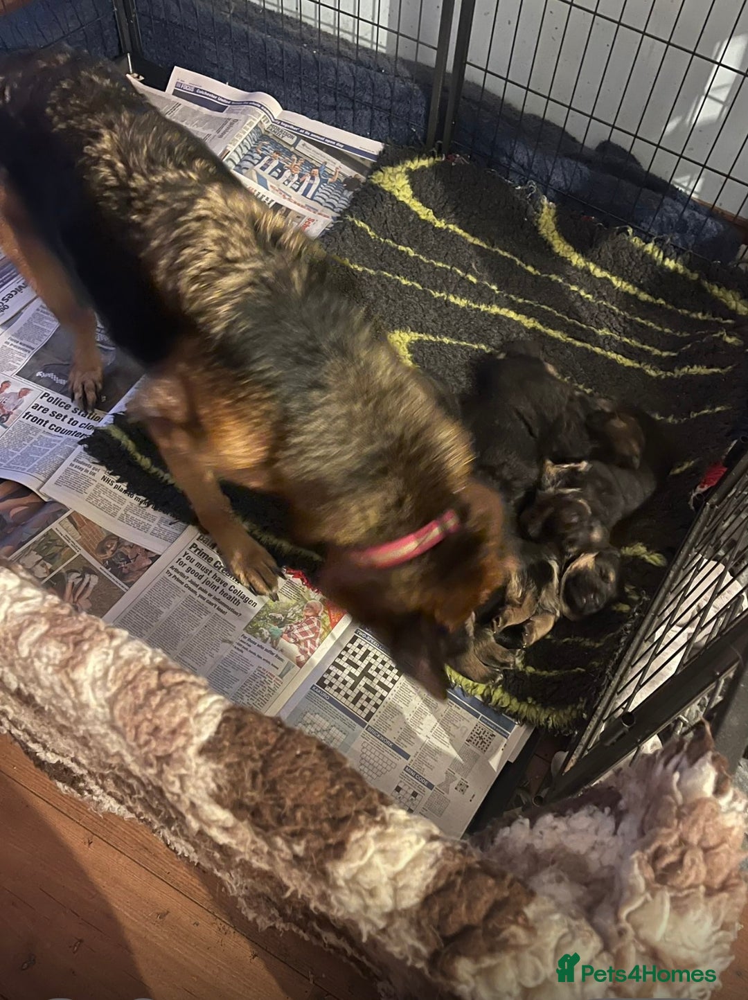 German Shepherd dogs for sale: German Shepherd MALE - Huge  - Advert 28