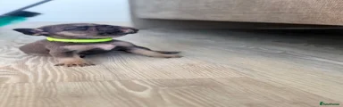 French Bulldog 2