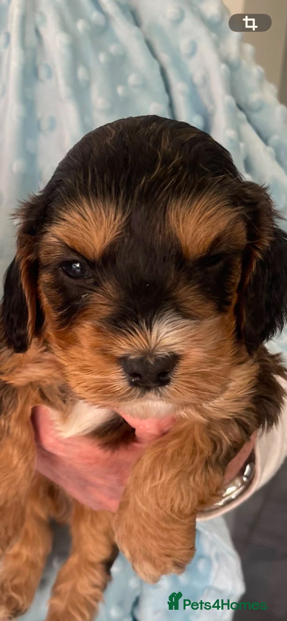Cockapoo dogs F1 beautiful litter both parents DNA tested clear - Advert 1