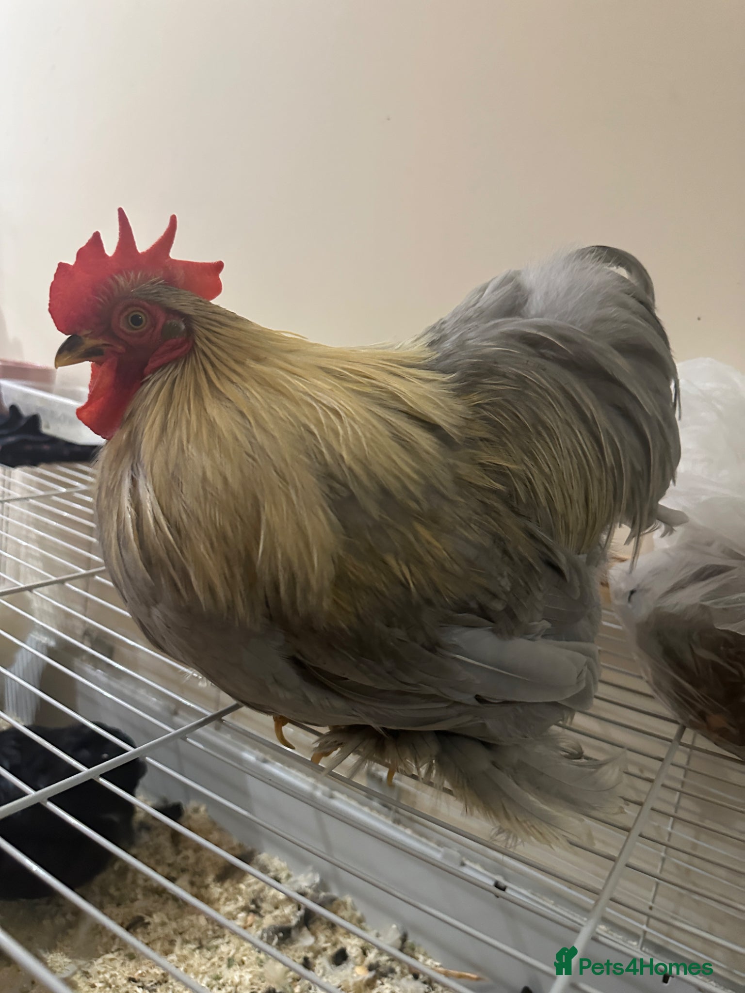 Chickens poultry Brahma or cochin type mix Rooster  - Advert 1