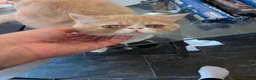 Exotic cats for sale: ✨ AMBERLIGHT — EXOTIC SHORTHAIR MALE ✨ - Advert 7