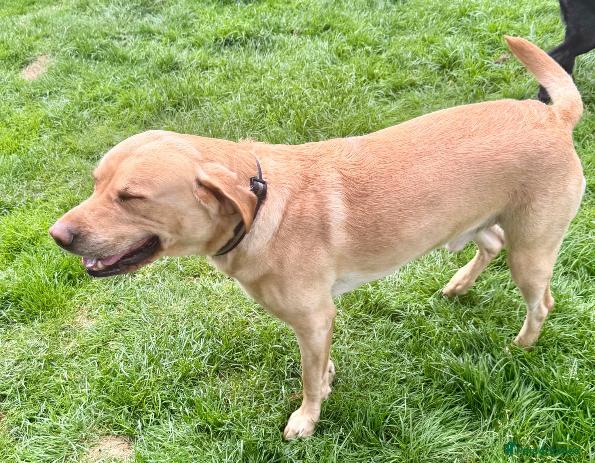 Labrador Retriever dogs Proven at stud - Advert 1