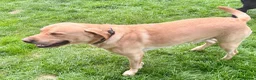 Labrador Retriever dogs for stud: Proven at stud - Advert 1