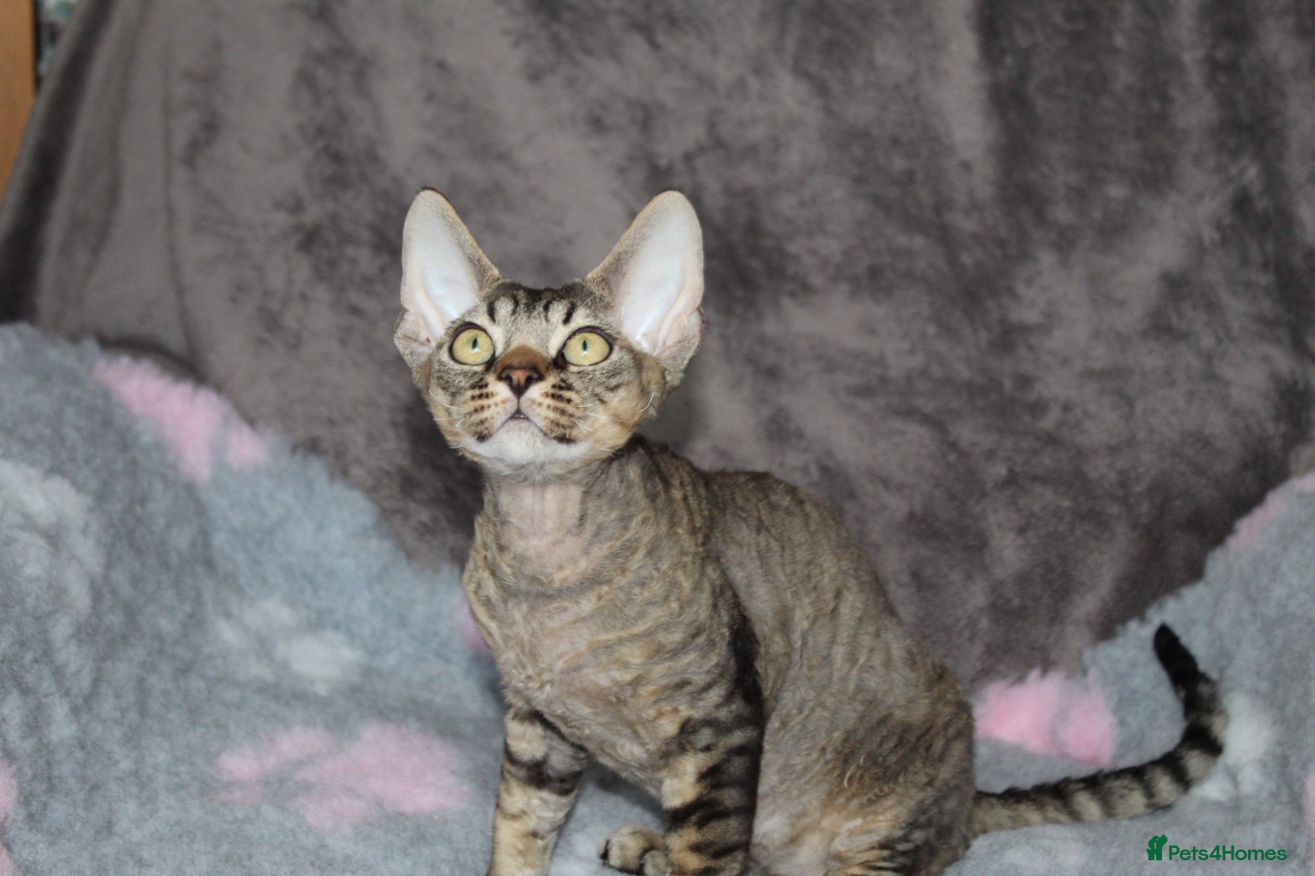 Devon Rex cats  GCCF Champion sired kittens ready now! - Advert 2