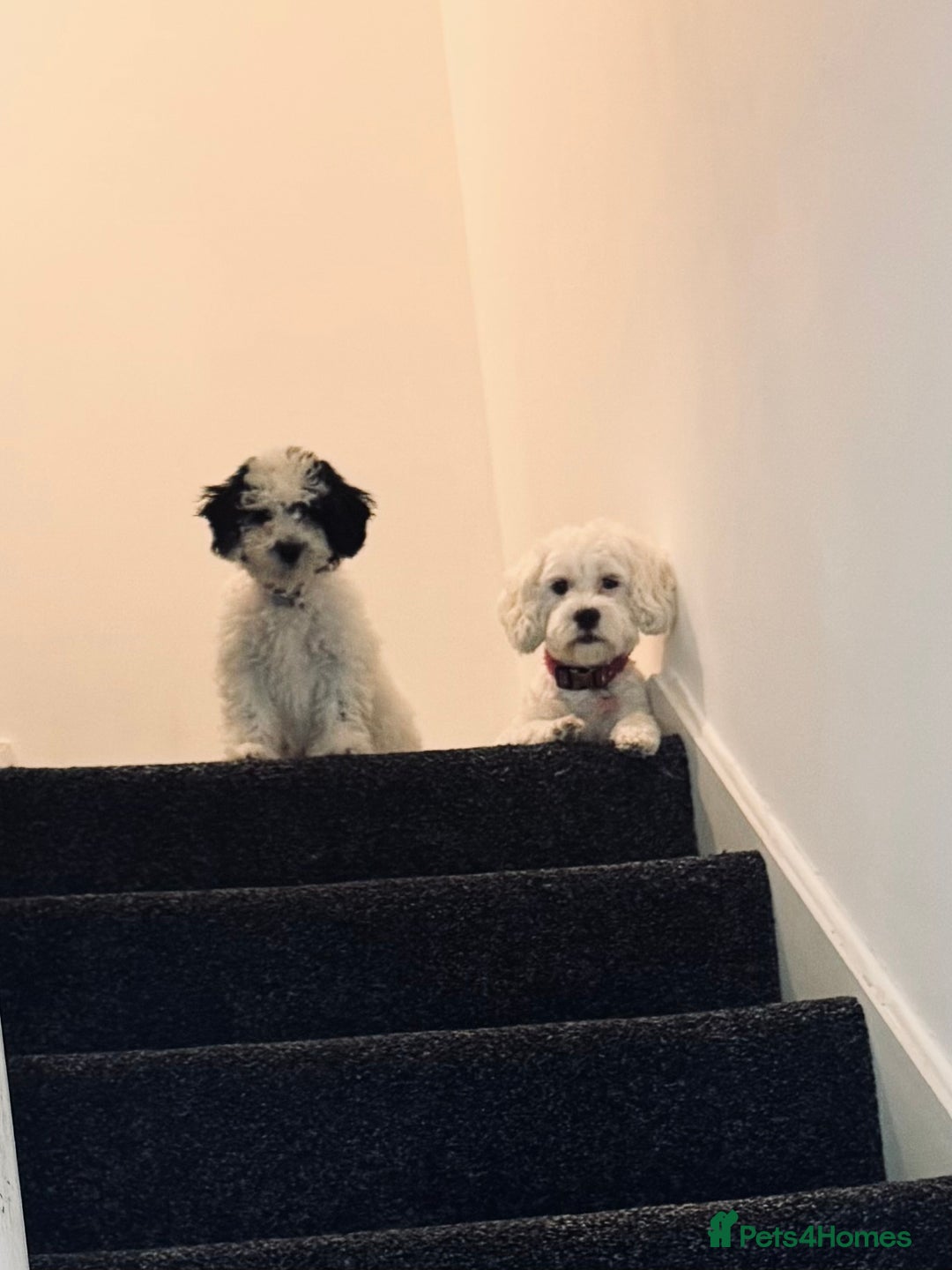 Shihpoo dogs for sale: Shihpoo girl  - Image 7