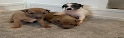 Italian Greyhound dogs for sale: Beautiful KC Reg Italian Greyhound puppies  - Advert 1