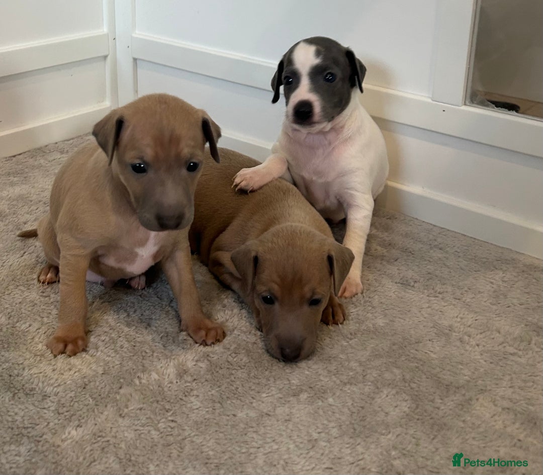 Italian Greyhound dogs for sale: Beautiful KC Reg Italian Greyhound puppies  - Advert 1