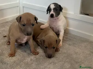 Italian Greyhound dogs Beautiful KC Reg Italian Greyhound puppies - Advert 1