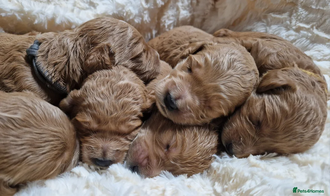 Mini Goldendoodle dogs for sale: Miniature Goldendoodle puppies available - Advert 13