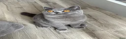 British Shorthair cats for sale: Older BSH kittens looking for their forever home🐾 - Advert 6