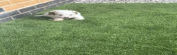Jack Russell dogs for sale: Jack Russell cross terrier in March - Advert 3