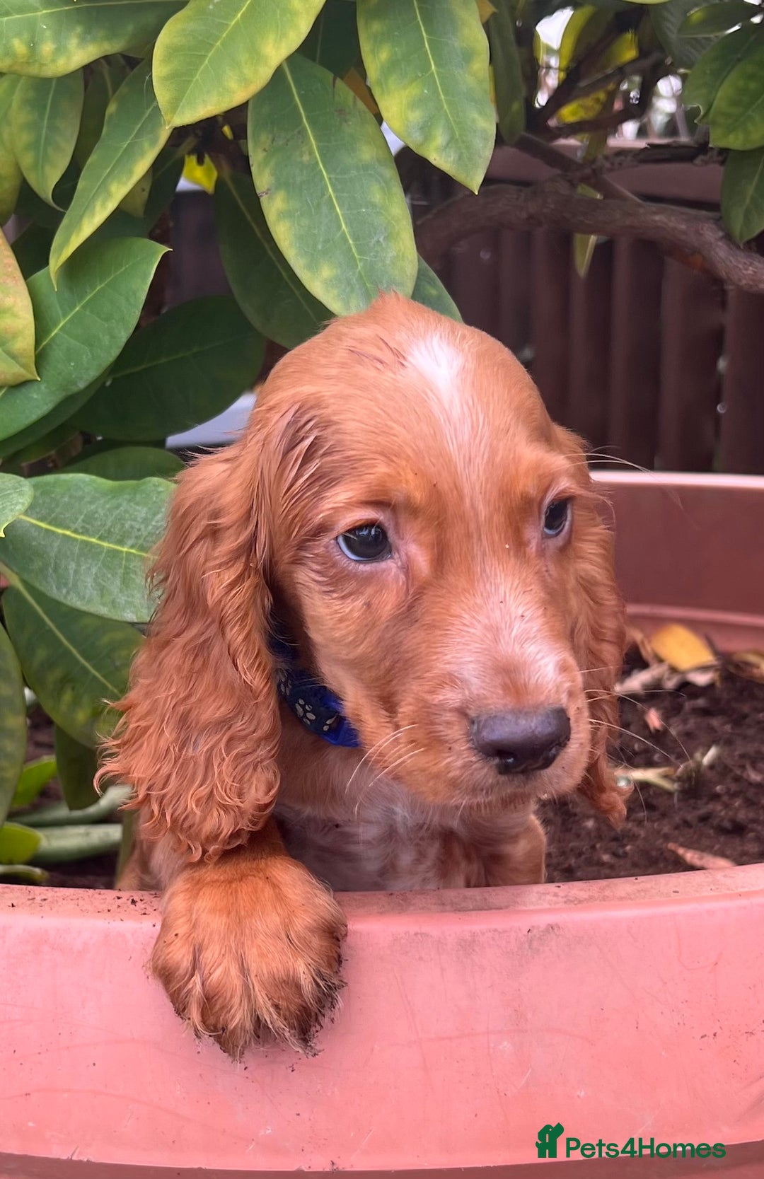 Cocker Spaniel dogs for sale: Working cocker spaniels  - Image 25