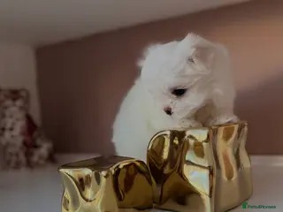 Maltese dogs Bambelina Full Korean Bloodline Maltese - Advert 18