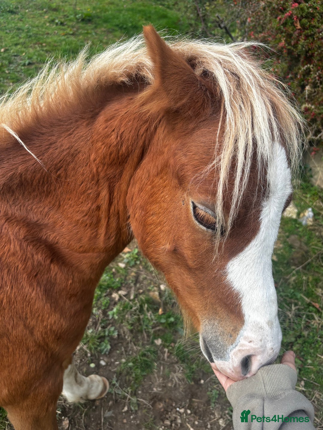 Welsh Section A horses for sale: Teddy 18 month sec a  - Image 5