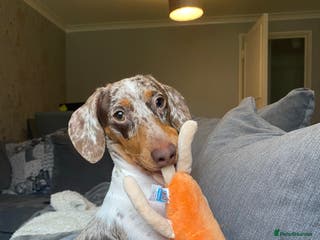 Miniature Dachshund dogs Miniature piebald proven - rainbow litter in Coalville - Advert 1