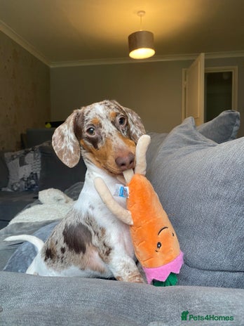 Miniature Dachshund dogs in Coalville - Advert 1