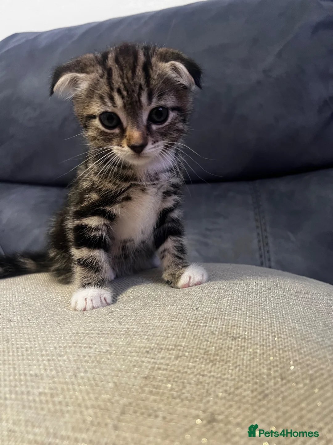 Scottish Fold cats for sale: Scottish Fold Kittens/Ginger+Mixed  - Advert 1