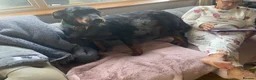 Beauceron dogs for sale: Beauceron puppies in Radstock - Advert 4