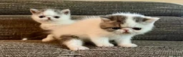 Exotic cats for sale: Outstanding Exotic Shorthair Kittens - Advert 18