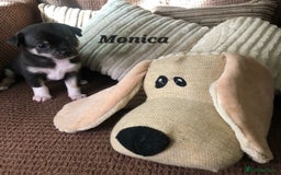 Chihuahua dogs for sale: Adorable black and tan chihuahua puppies  - Image 8