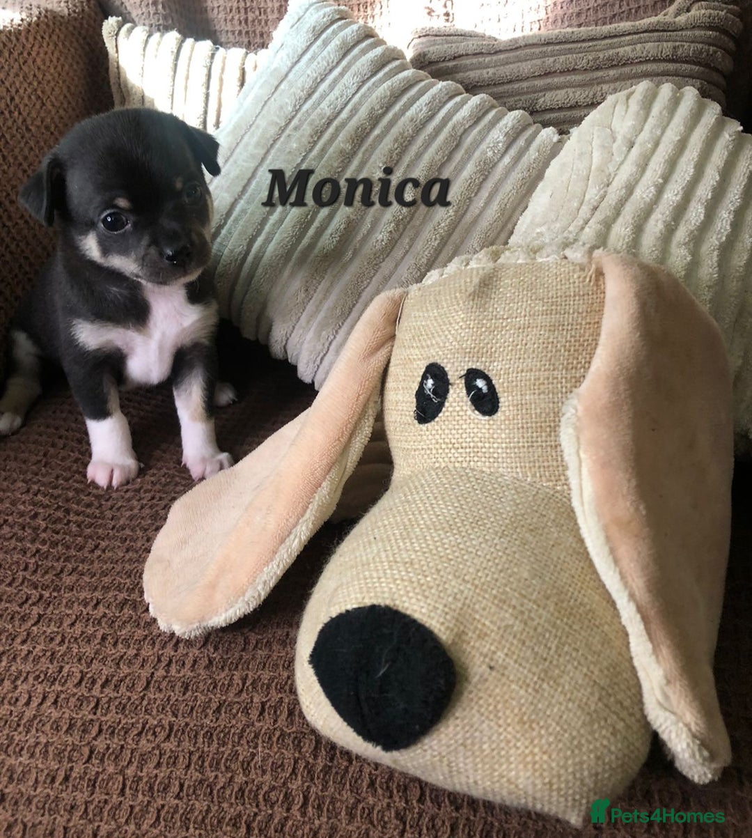 Chihuahua dogs for sale: Adorable black and tan chihuahua puppies  - Image 8
