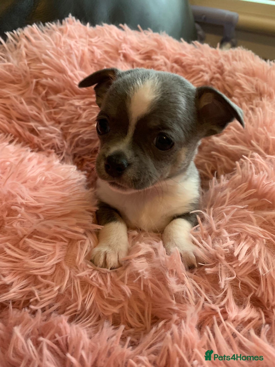 Chihuahua dogs for sale: Beautiful black & blue tri chihuahua puppies  - Advert 15