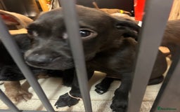 Mixed Breed dogs for sale: American pocket bully x labradoodle  - Image 7